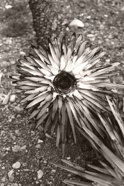 Circle Top of Joshua Tree - 10" x 7" sepia toned image, Matted to 20" x 16 FRAMED in black